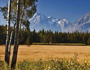 Wheat Field Scenery. Photo by Dave Bell.