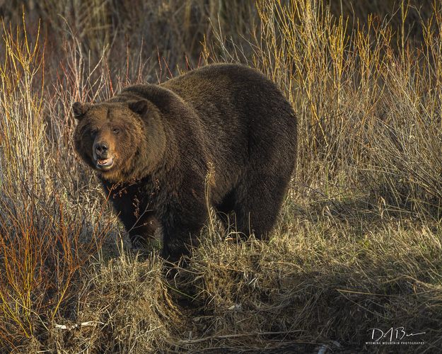 . Photo by Dave Bell.