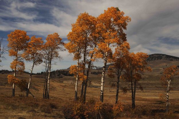 Aspen In Lamar Valley. Photo by Dave Bell.