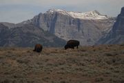 Bison On Ridgeline. Photo by Dave Bell.