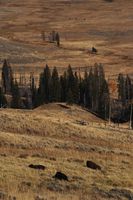 Bison Near Dunraven Pass. Photo by Dave Bell.