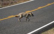 Why Does A Coyote Cross The Road?. Photo by Dave Bell.