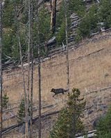 Wolf In Hayden Valley. Photo by Dave Bell.