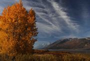 Yellow Leaves And Teton Front. Photo by Dave Bell.