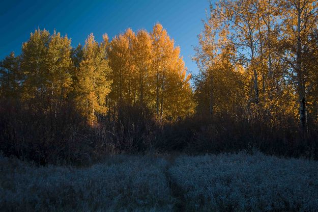 Frosty Grasses And Yellow Aspens. Photo by Dave Bell.