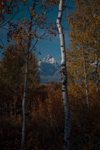 Grand Teton Framed In Gold. Photo by Dave Bell.
