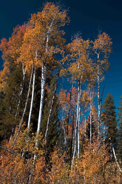 Spectacular Aspen. Photo by Dave Bell.