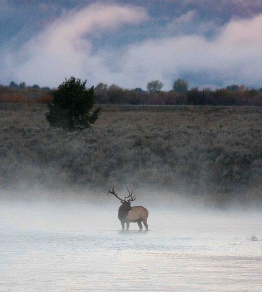 Bull Elk In Snake River. Photo by Dave Bell.