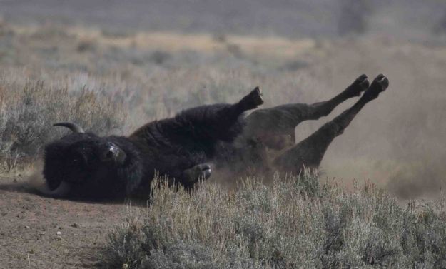 Buffalo Roll. Photo by Dave Bell.