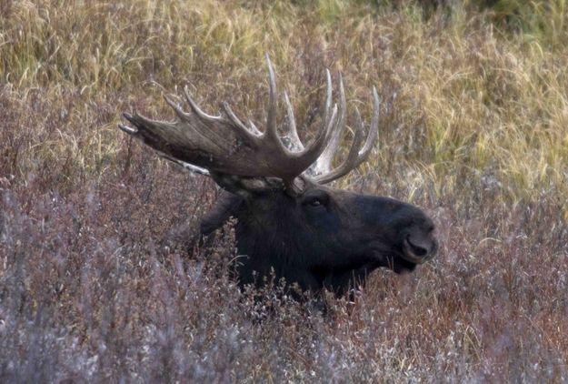 Then A Head Appeared!!. Photo by Dave Bell.