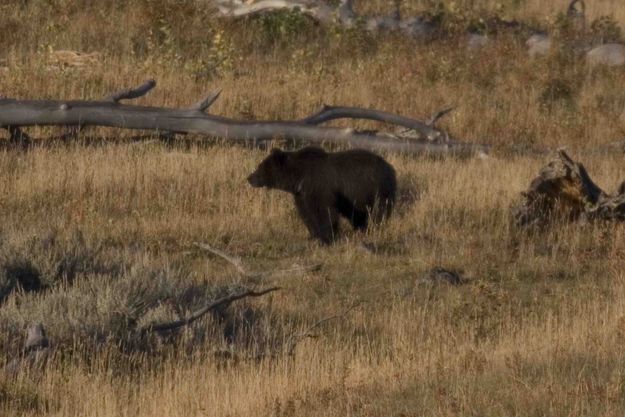 Grizzly Pose. Photo by Dave Bell.