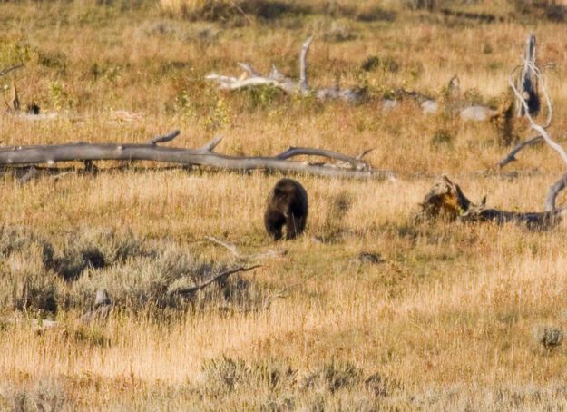 Grizzly. Photo by Dave Bell.