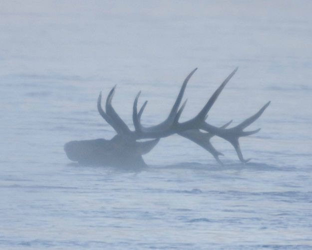 Horns As Rudders. Photo by Dave Bell.