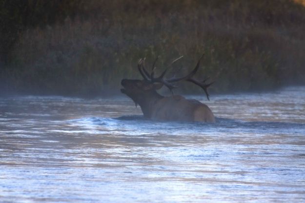 Bugling Out Of The Water. Photo by Dave Bell.