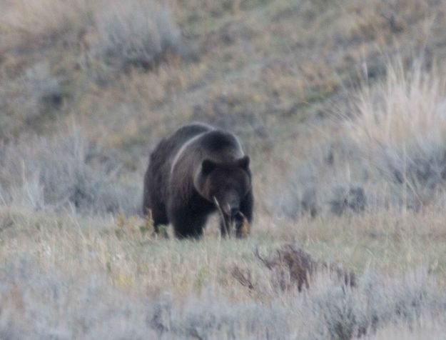 Grizzly In Lamar Valley. Photo by Dave Bell.