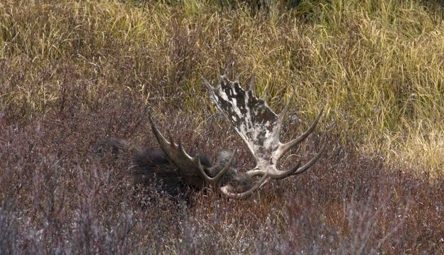 Moose Horns In Bushes. Photo by Dave Bell.