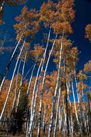 Tall White Trunks. Photo by Dave Bell.