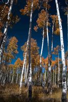 White Trunks And Orange Leaves. Photo by Dave Bell.