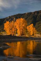 Cottonwoods In Lamar Valley With A Flare. Photo by Dave Bell.