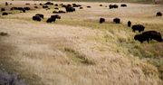 Buffalo Flats. Photo by Dave Bell.