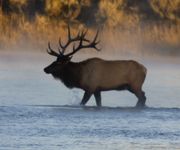 Bull Elk Silhouetted. Photo by Dave Bell.