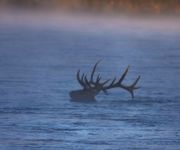 Swimming The Snake River. Photo by Dave Bell.