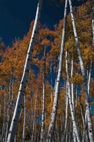 Tall Aspens. Photo by Dave Bell.