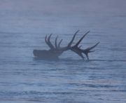 Doing The Elk Paddle. Photo by Dave Bell.