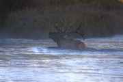 Bugling Out Of The Water. Photo by Dave Bell.