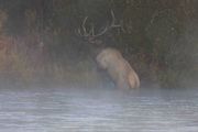 Climbing The River Bank. Photo by Dave Bell.