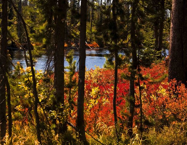 Lewis River Underbrush. Photo by Dave Bell.