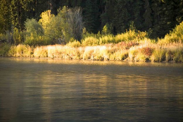 Light On The Snake Riverbank. Photo by Dave Bell.