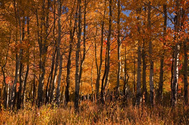 Aspen Brilliance. Photo by Dave Bell.