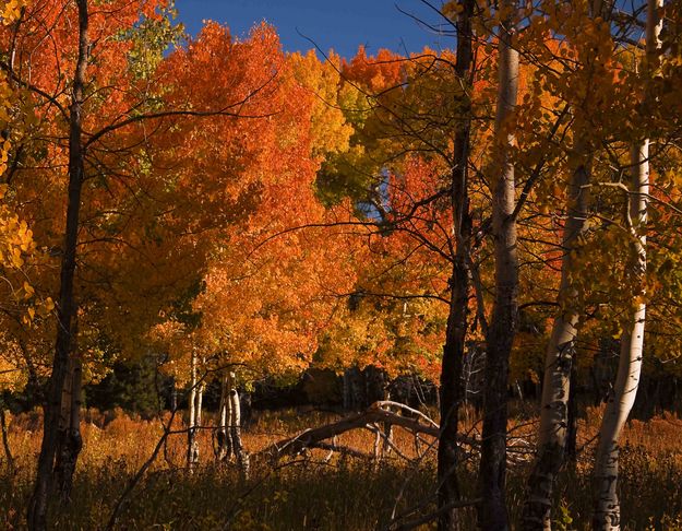 Brilliant Aspen Grove. Photo by Dave Bell.