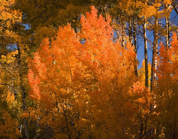 Aspen Bouquet. Photo by Dave Bell.