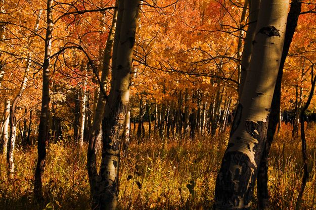 Brilliant Yellow Grove. Photo by Dave Bell.