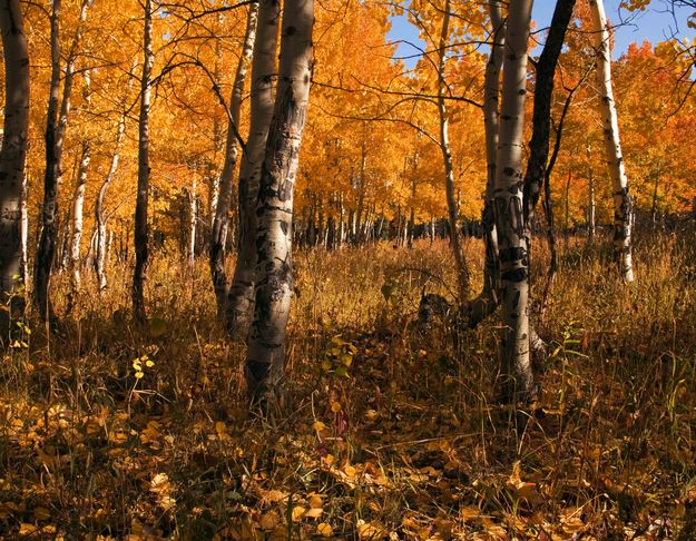 Leaves On The Ground. Photo by Dave Bell.