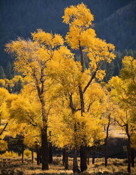 Lamar Valley Cottonwoods. Photo by Dave Bell.