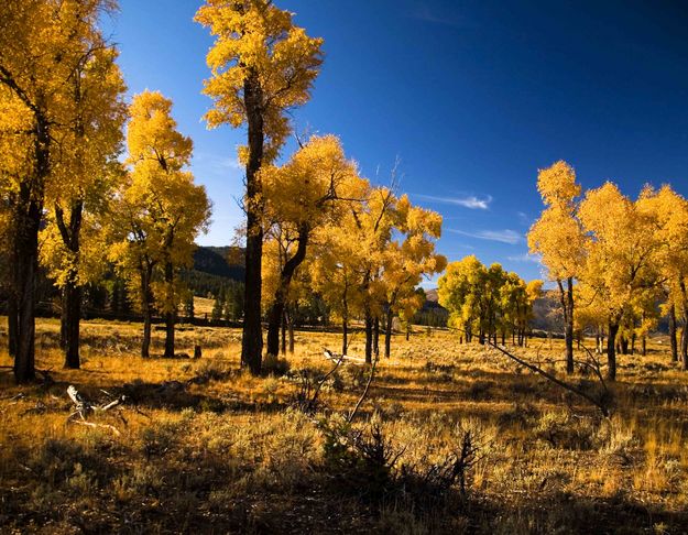 Lamar Cottonwoods. Photo by Dave Bell.