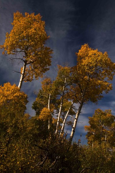 Well Lit Aspen. Photo by Dave Bell.