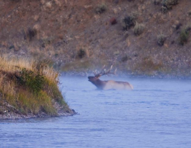 Solitary Bull Elk Swimmer. Photo by Dave Bell.