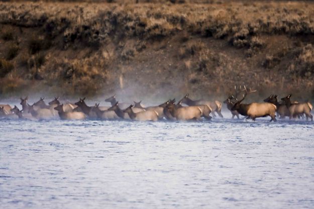 Herding The Herd Across The Snake. Photo by Dave Bell.