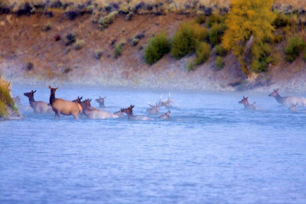 Swimming With The Herd. Photo by Dave Bell.