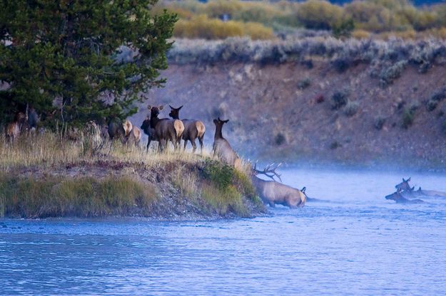 Out Of The River. Photo by Dave Bell.