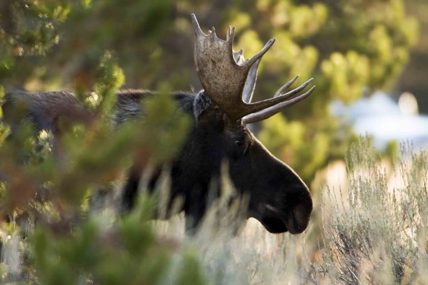 The Moose Profile. Photo by Dave Bell.