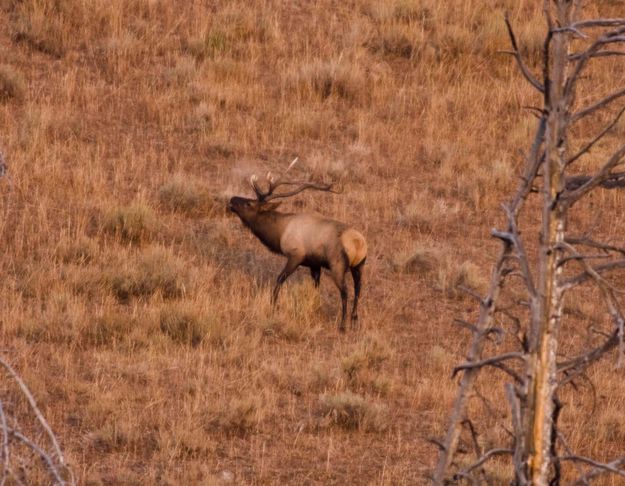 Bugling In The Hayden Valley. Photo by Dave Bell.