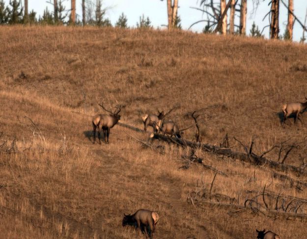 Time To Get Movin!. Photo by Dave Bell.