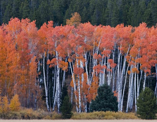 Colors At The Wheat Field. Photo by Dave Bell.