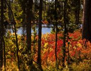 Lewis River Underbrush. Photo by Dave Bell.