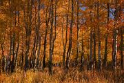 Aspen Brilliance. Photo by Dave Bell.